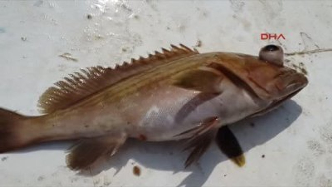 İskenderun Orfoz ve Lagos Tutan, Satan, Alan, Yiyen Yandı