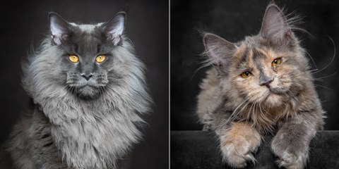 Le photographe Robert Sijka capture la beauté majestueuse des Maine Coon
