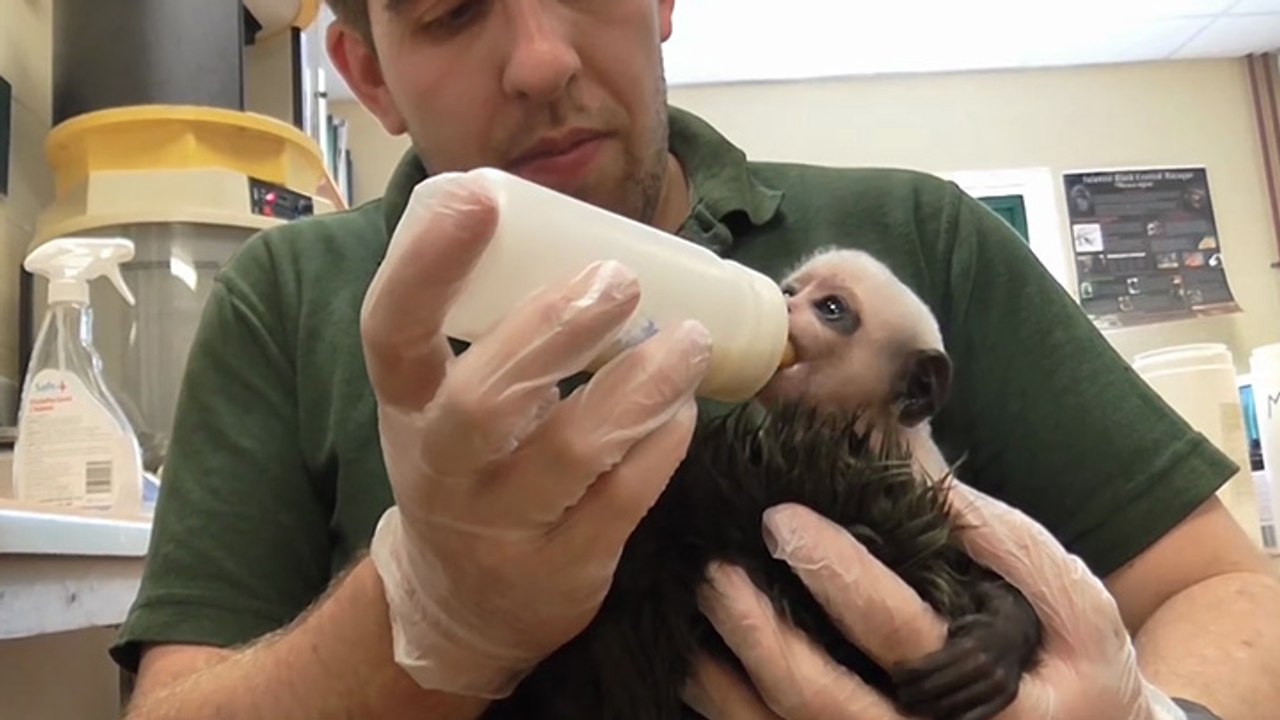 La naissance d'un Colobe par césarienne