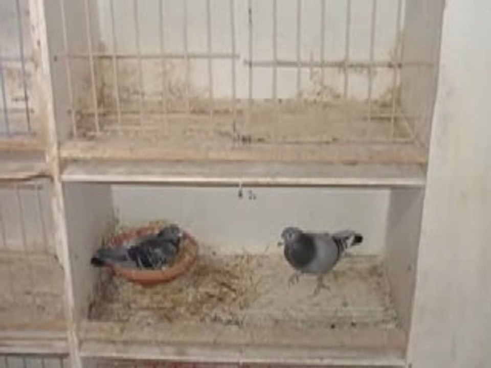 LA FERME COLOMBOPHILE