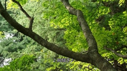 高村斉バイオリン　おしゃれなBGM著作権フリー＆商用利用可