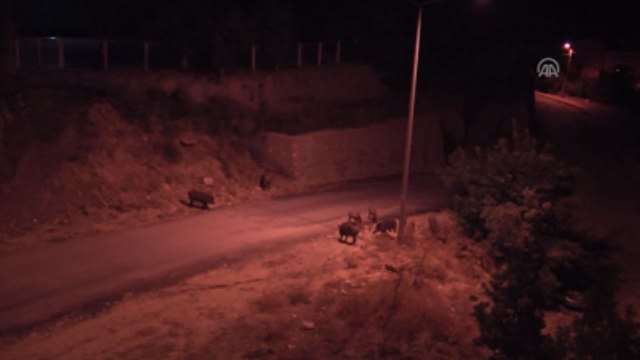 Aç Kalan Yaban Domuzları Şehre İndi