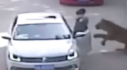中国のサファリパーク、  女性2人がトラに襲われ死傷