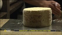 Roquefort : le brebis qui a du caractère