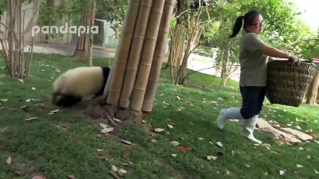 Kung Fu Panda | Funniest Panda Video Ever
