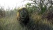 Ce Lion charge une voiture au parc Krueger en Afrique du Sud