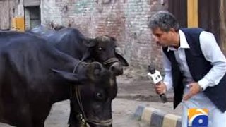 Most Stupid Journalist You Have Ever Seen in Pakistan
