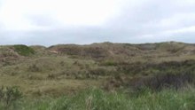 hondenwandeling
