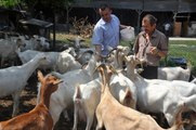 Saanen Keçileri Canlı Süt Fabrikası Gibi