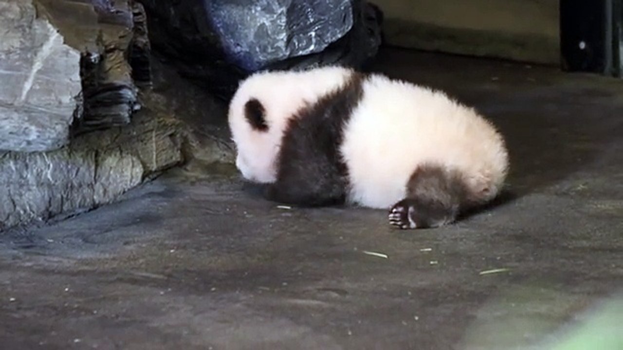 Dans un zoo belge un bebe panda tente de faire ses premiers pas