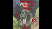 SnapGouv n°26 : La #JourneeMondialeDuChien avec Graf, chien d'intervention du GIGN