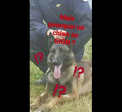 SnapGouv n°26 : La #JourneeMondialeDuChien avec Graf, chien d'intervention du GIGN