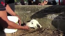 Pérou: pris au piège et assoiffé, ce chien est secouru par les villageois