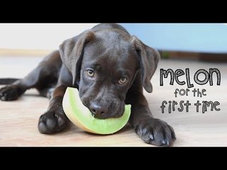 Labrador Puppy Loves Chewing on a Melon