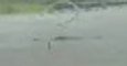 Woman Reports Alligator Swimming Down Street Amid Hermine Flooding