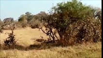 Amazing Wild Animal Attacks #2 crocodiles, deer, buffalo, lion , zebra horse part 2