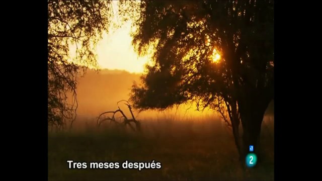 Amazing Wild Animal Attacks #3 boar , crocodiles, deer, buffalo, lion and Wolf part 3