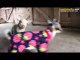Pijamalarıyla Pek Sevimli Olan Keçiler