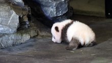 L'instant meugnon : les premiers pas d'un bébé panda belge