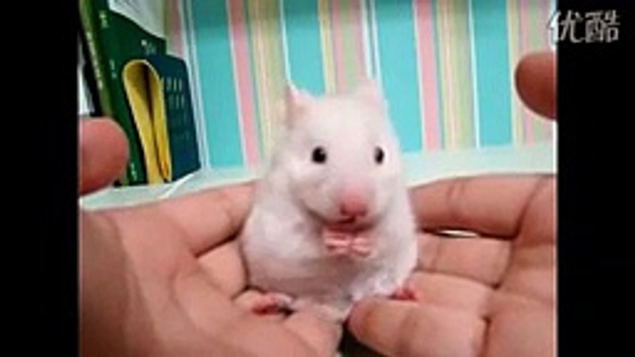 Complete version of Shocked White Mouse！吓呆掉的小白鼠完整版！！so cute!