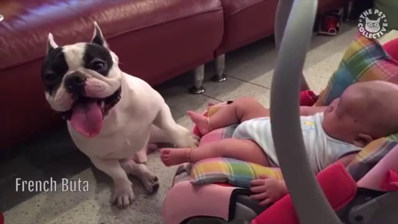 16 Funny Pets Video Compilation 2016