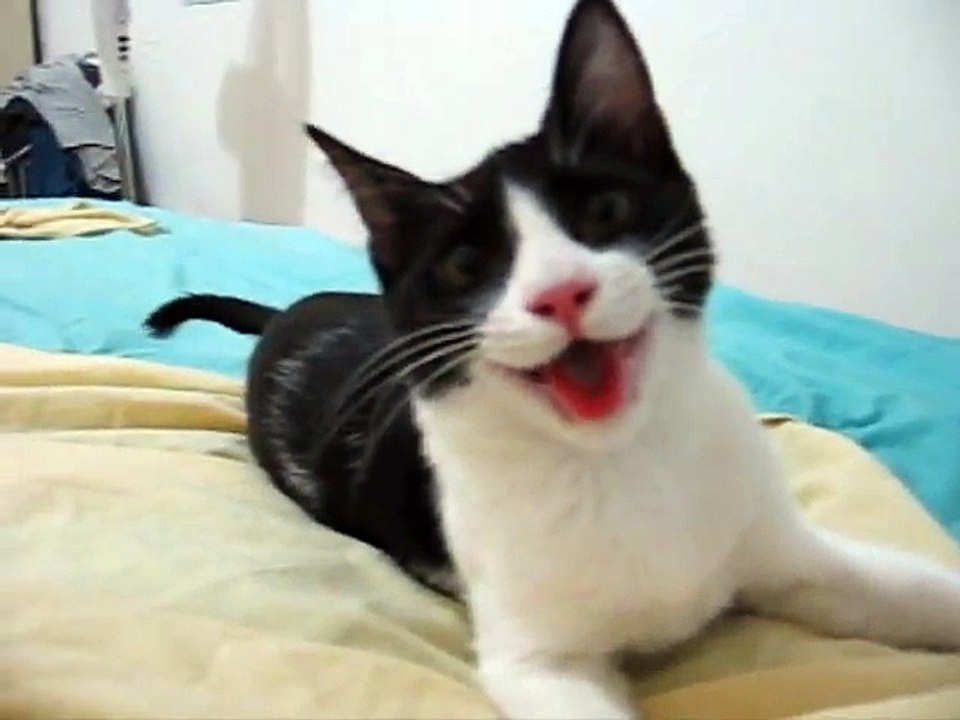 Cute cat thinks it s a dog