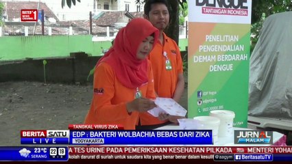 Bakteri Wolbachia Mampu Tekan Virus Zika