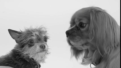 FIRST SNIFF (First Kiss Parody)