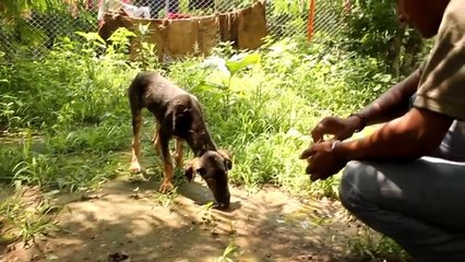 Cão coberto de piche salvo