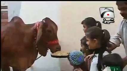 Eid-ul-azha Qurban cattle with punjabi fun