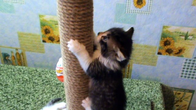 Котята играют на когтеточке