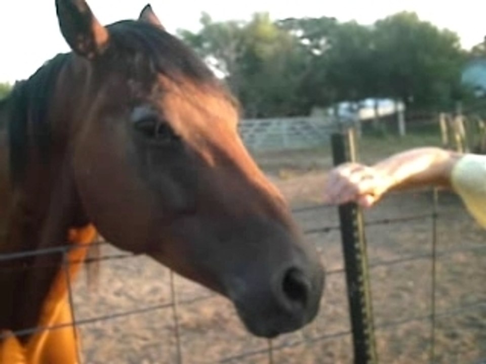 Mon Pere et Le Cheval hartistry