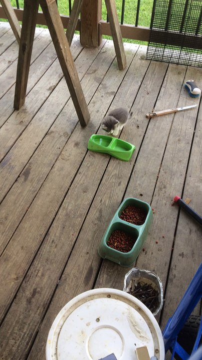 Eric Litvin, Z57 Complaints, and a Fluffy Kitten