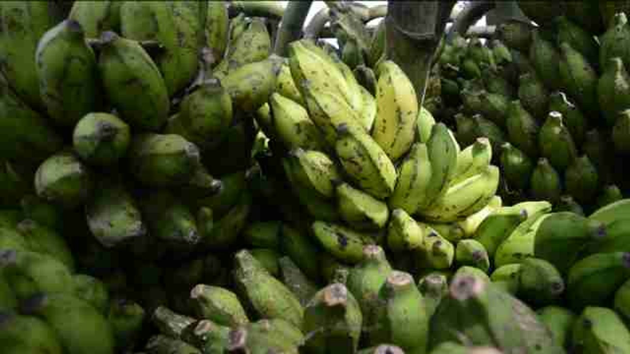 Daranggiri, la aldea india con el mercado de plátanos más grande de Asia