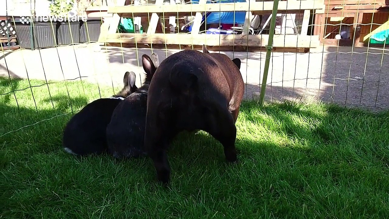 Meet the French Bulldog who is best friends with two rabbits