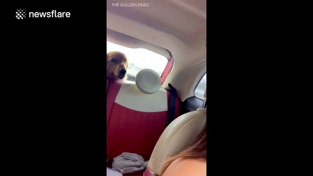 Dog ducks every time windscreen wipers swing up