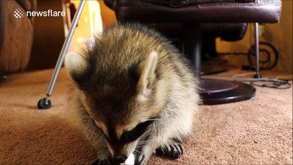 Adorable rescue raccoon eats marshmallow
