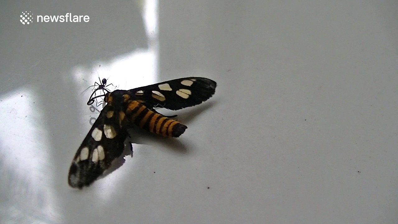 Tenacious ant drags large moth along the floor