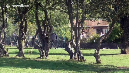 Zebra mum protects three-week-old foal while it plays wildly