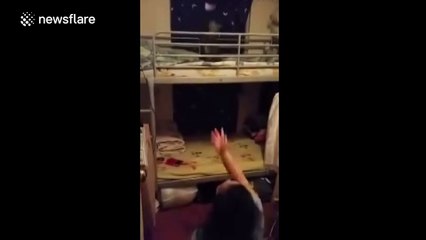 This cat can play volleyball