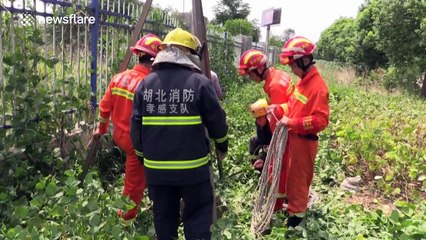 Firefighters rescue 200 kg buffalo from well