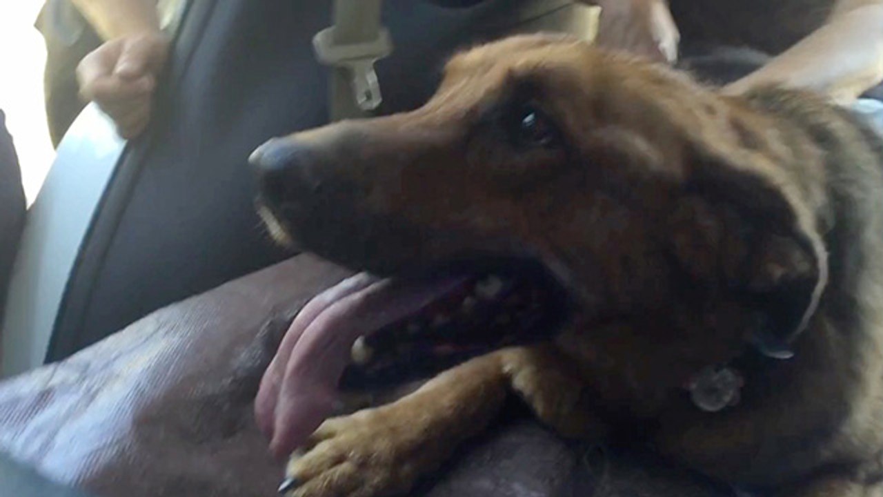 Firefighters Save Elderly Dog Trapped In Car