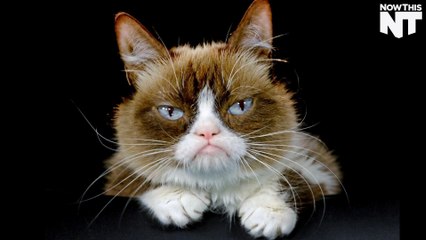 Grumpy Cat Sues Coffee Maker For $1.8 Million