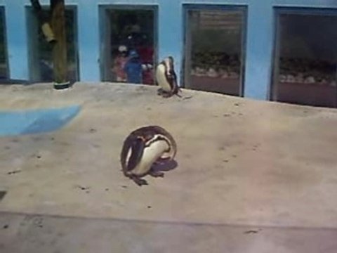 colo pégomas juillet 2007 marineland 1