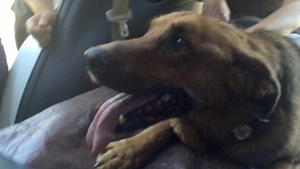 Firefighters Save Elderly Dog Trapped In Car