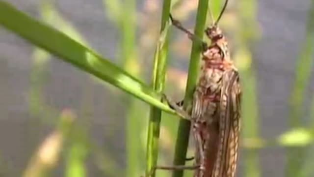 Todd Moen - Fluss des Lebens 1