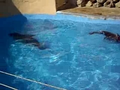 colo pégomas juillet 2007 otaries' show