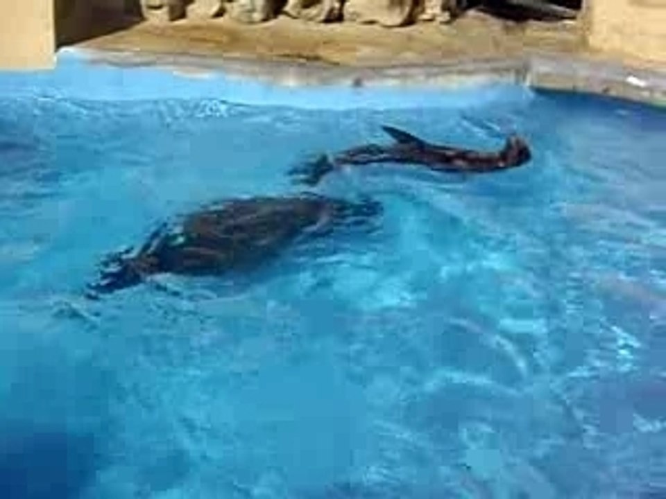 colo pégomas juillet 2007 otaries' show 2