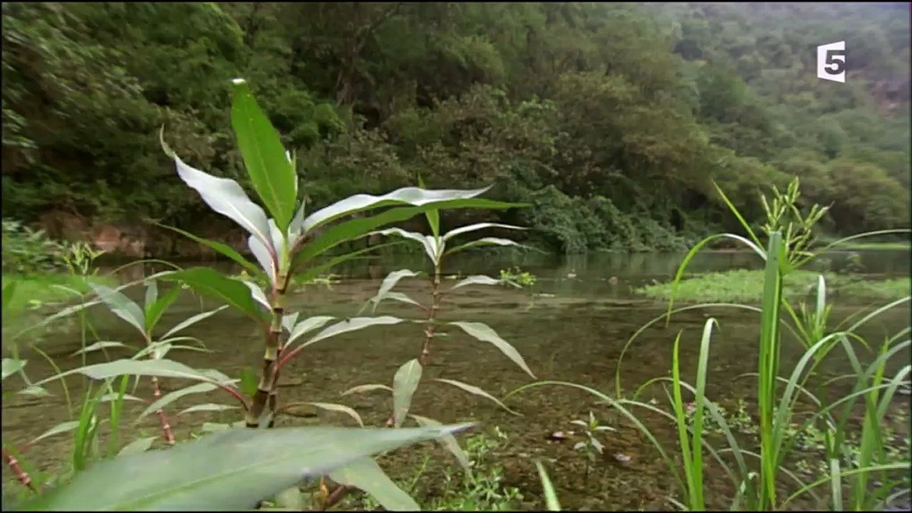Arabie Sauvage: Au Cœur Du Désert