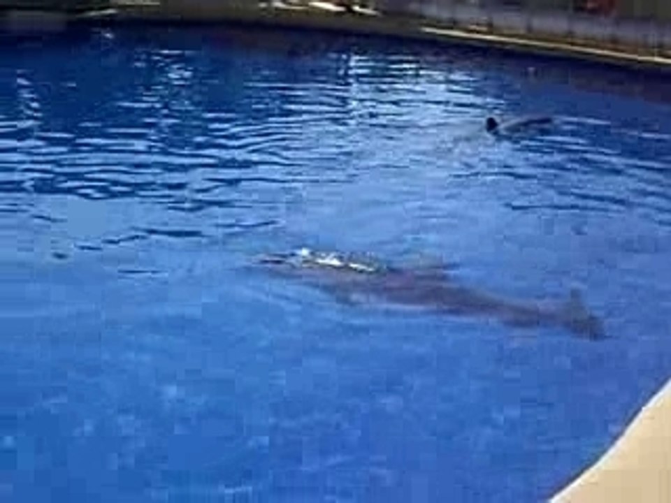 colo pégomas juillet 2007 marineland dauphins dolphins